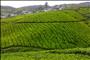 Taste of Kerala Tour