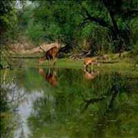 Sariska Tiger Reserve