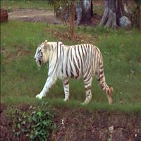 The Nandankanan Zoo: The Home for White Tigers