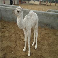 Camel Breeding Farm