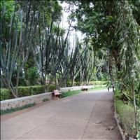 Aarey milk colony