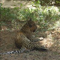 Sanjay Gandhi national Park