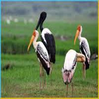 Keoladeo National Park
