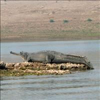 The Chambal Sanctuary