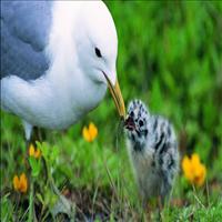 Wild Life of Chittoor