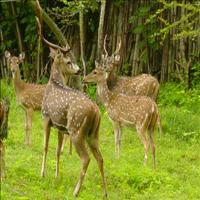 Anamalai Wildlife Sanctuary