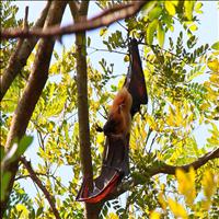 Mangalavanam Bird Sanctuary