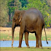 Nagarhole National Park