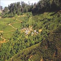 The tea Gardens