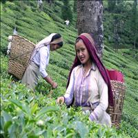 TEA GARDENS