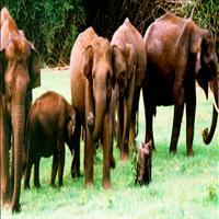Wildlife of Idukki