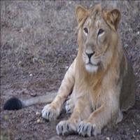 Sasan Gir