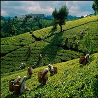 Tea Plantation