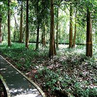 Nilambur (Forest area)