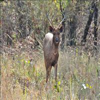 Tadoba national park