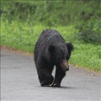 Nagarhole National Park