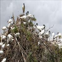 Nelapattu Bird Sanctuary