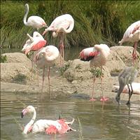 Pulicat Sanctuary