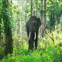 Mudumalai Wildlife Sanctuary