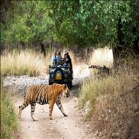 Game Drive at Ranthambore