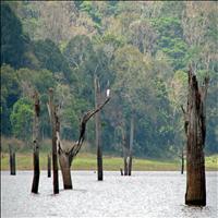 The Periyar Wildlife Sanctuary