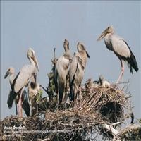 Nawabganj Bird Sanctuary