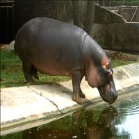 Indira Gandhi Zoological Park