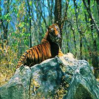 Wayanad wildlife sanctuary Wayanad wildlife sanctuary