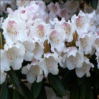 Shingba Rhododendron Sanctuary