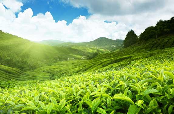 Tea Plantations