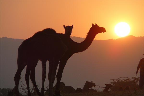 image of Pushkar