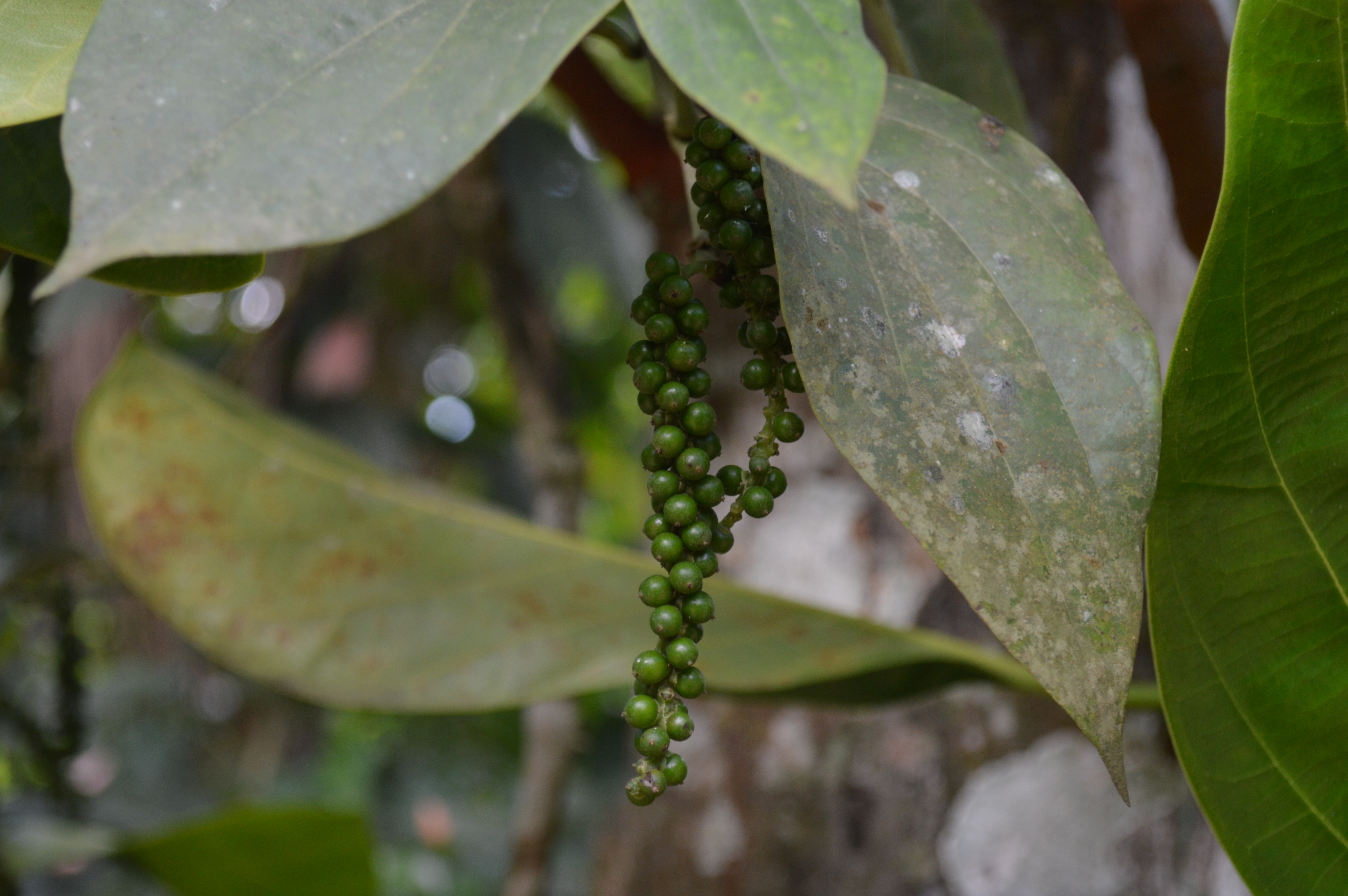 image of Spice Plantation