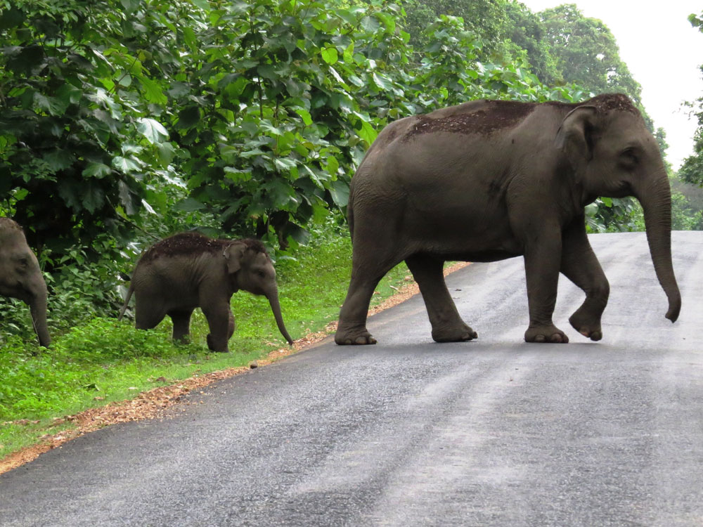 Periyar National Park