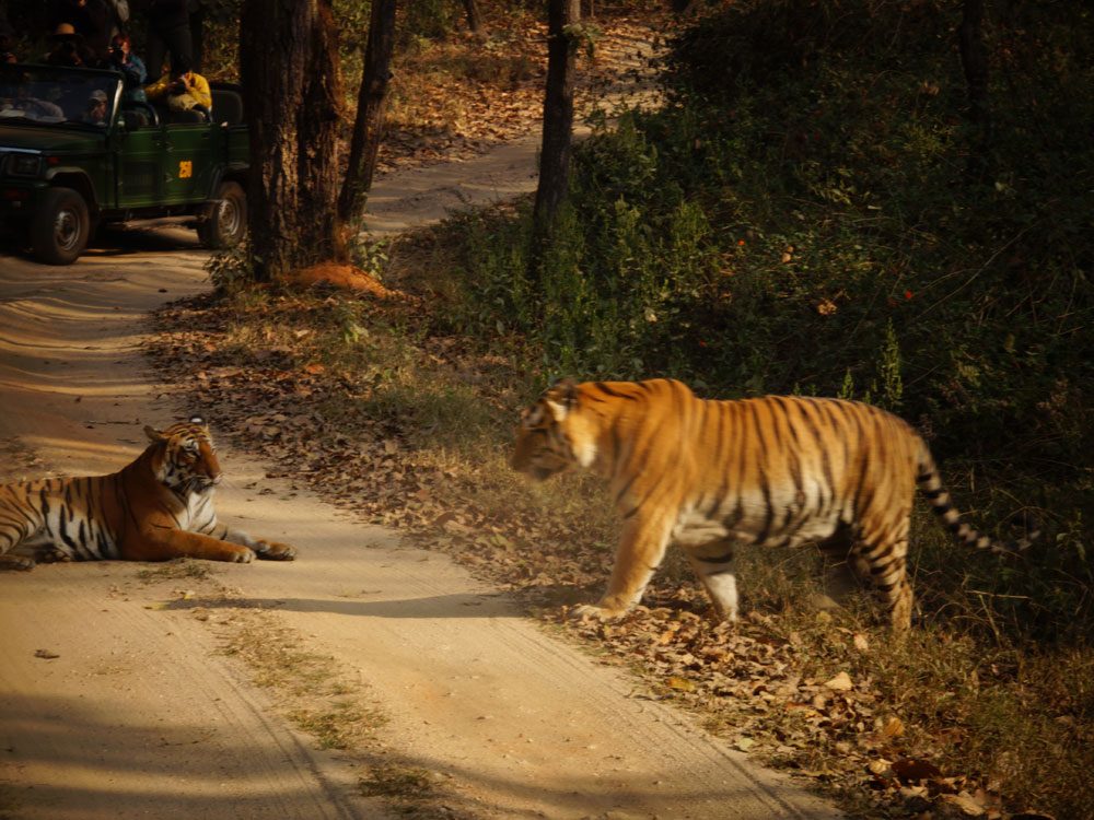 Bandhavgarh National Park